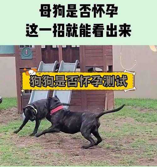 母狗怀孕的症状与护理指南：全面了解孕期迹象及保健要点