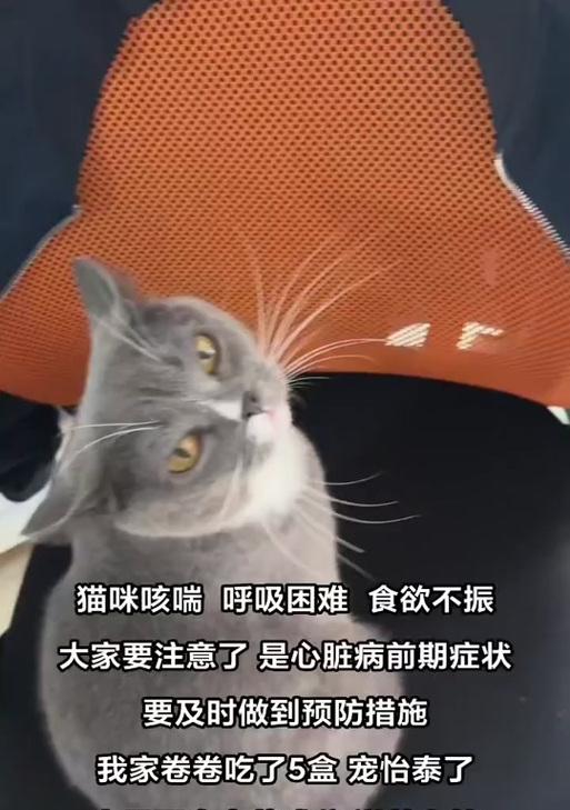 猫咪咳嗽的十个致命原因及防治指南｜保护猫咪健康
