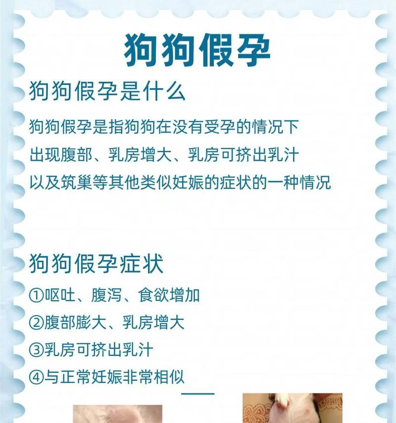 母狗怀孕的症状与护理指南：全面了解孕期迹象及保健要点