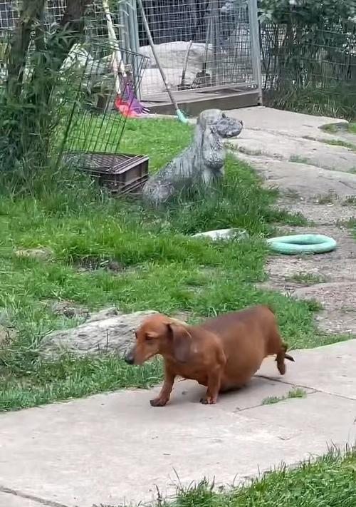 母狗怀孕的症状与护理指南：全面了解孕期迹象及保健要点