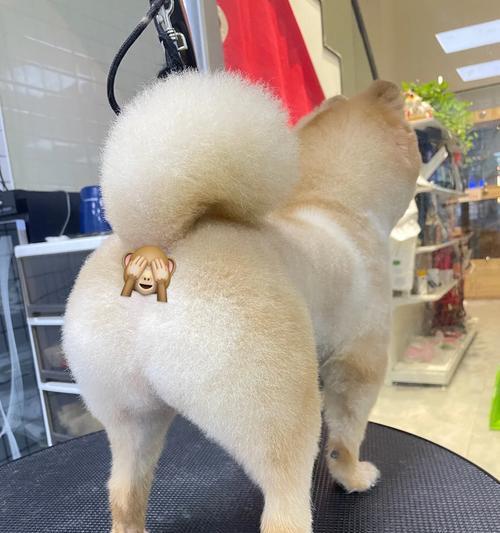 以俊介毛发护理频率探析：剪发周期与形象塑造核心技巧