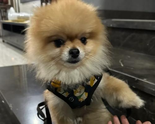 以俊介毛发护理频率探析：剪发周期与形象塑造核心技巧