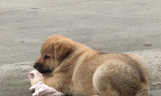 狗子宫癌症状大揭秘（了解狗子宫癌的症状及早发现关键）