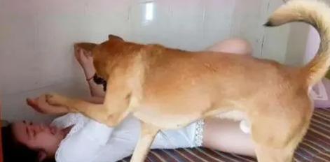 狗子宫癌症状全解析｜早发现早治疗关键指南