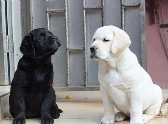 拉布拉多性成熟时间及影响因素分析｜饲养全攻略