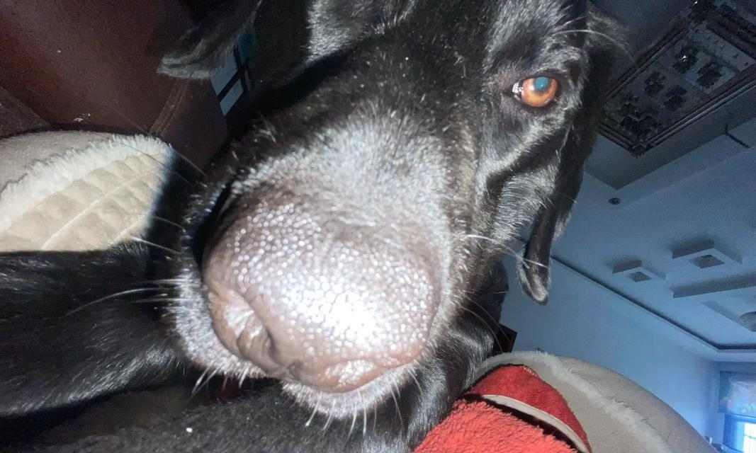 拉布拉多狗性成熟所需时间（探究拉布拉多狗性成熟的时间周期及影响因素）