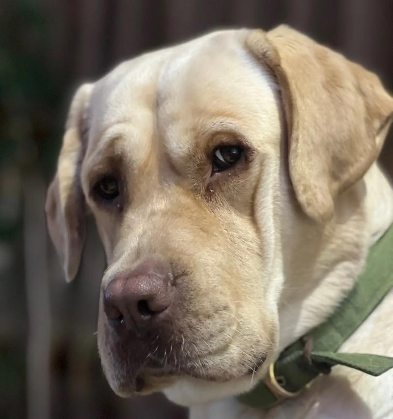 拉布拉多狗性成熟所需时间（探究拉布拉多狗性成熟的时间周期及影响因素）