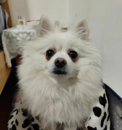 狗狗不吃饭呕吐泡沫状粘液，原因及处理方法