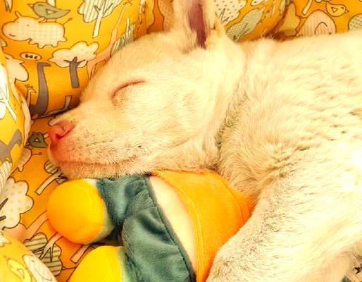 白龙古老犬种（白龙古老犬种的特点与训练技巧）