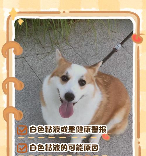 狗狗不吃饭呕吐泡沫状粘液原因及处理方法全攻略