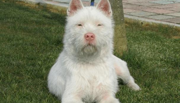 白龙古老犬种（白龙古老犬种的特点与训练技巧）