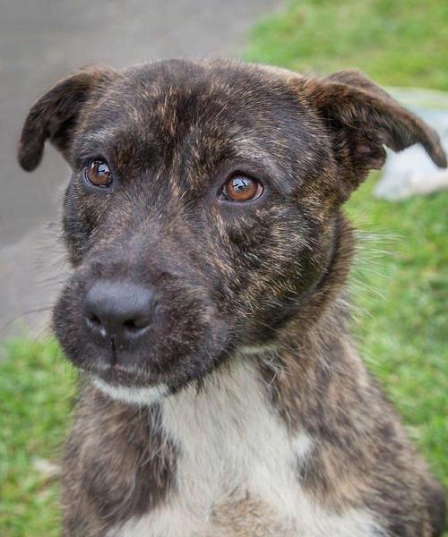 白龙古老犬种特点与训练技巧全攻略