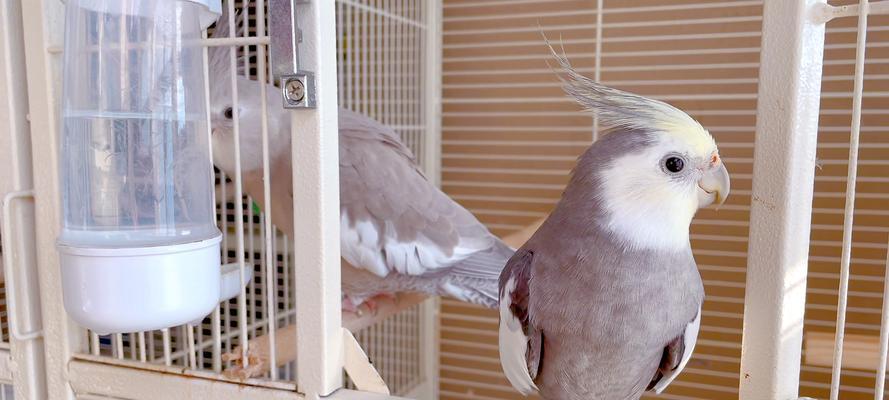 虎皮鹦鹉的养殖技术与方法（打造舒适的家园，呵护可爱的小鸟）