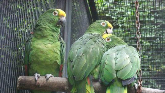 虎皮鹦鹉的养殖技术与方法（打造舒适的家园，呵护可爱的小鸟）