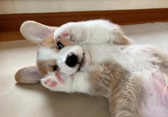 选择这几种狗狗，一生皮实好养活，养了之后不想换狗了（让生活更简单的宠物伙伴，）