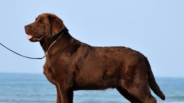 选择这几种狗狗，一生皮实好养活，养了之后不想换狗了（让生活更简单的宠物伙伴，）