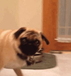 皮实好养狗狗推荐｜适合新手的实用指南