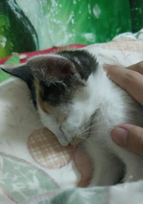 猫摔内伤的生死攸关（摔伤致命一刻，关键是速治）