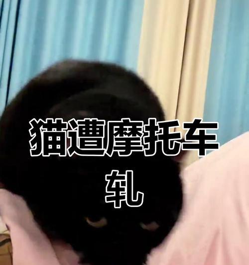 猫摔内伤急救与治疗全攻略