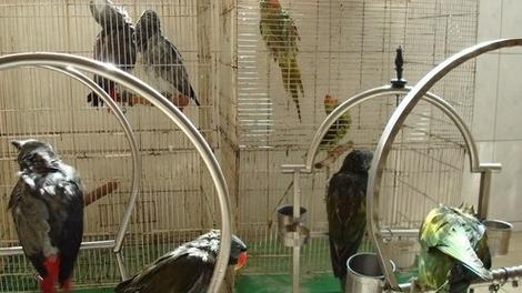 虎皮鹦鹉养殖技巧与注意事项｜新手必备全攻略