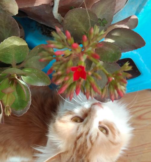 猫摔内伤的生死攸关（摔伤致命一刻，关键是速治）