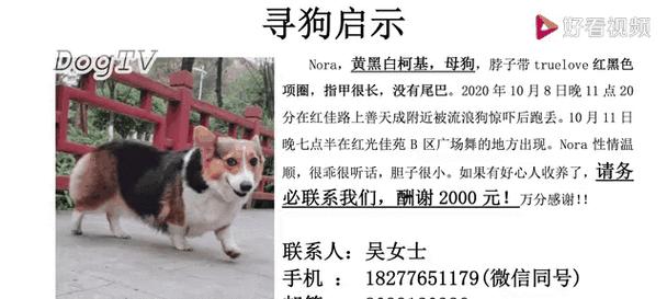 柯基的分类与颜色无关（为何以三色柯基比双色贵？）