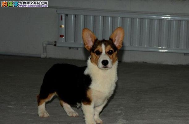 柯基的分类与颜色无关（为何以三色柯基比双色贵？）