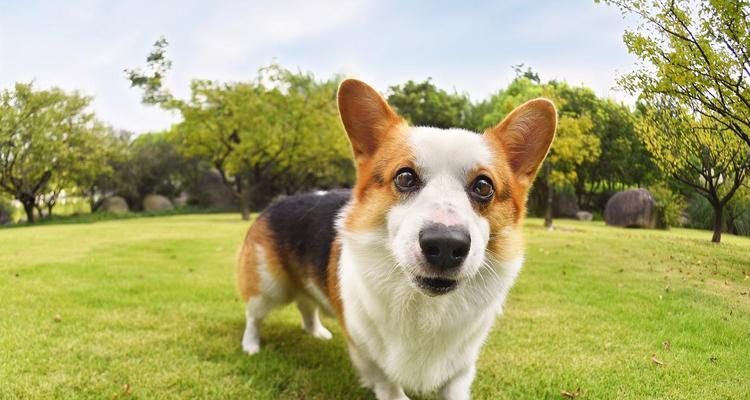 柯基颜色与分类无关｜三色为何比双色贵全攻略