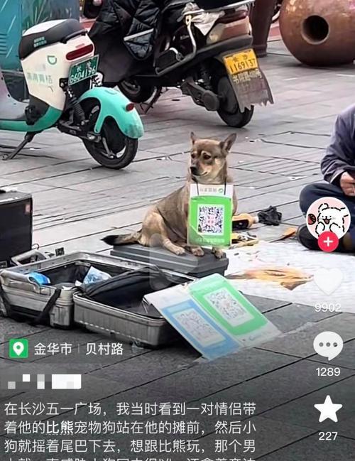 长沙狗市场大揭秘！（探寻长沙市场上卖狗的热门地点，发现宠物犬的最佳选择！）