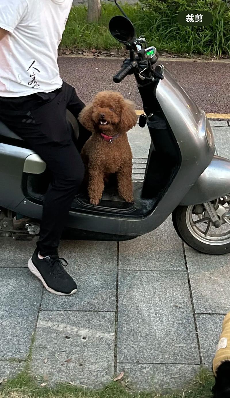 长沙狗市场大揭秘！（探寻长沙市场上卖狗的热门地点，发现宠物犬的最佳选择！）