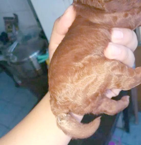 狗狗断尾（关于狗狗断尾的利弊和注意事项）