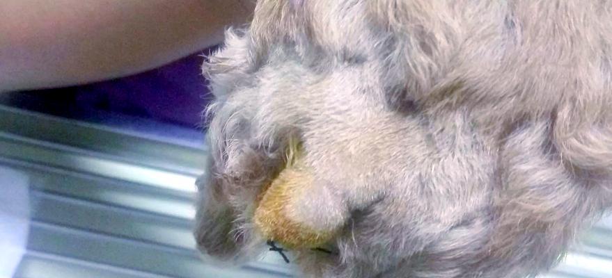 狗狗断尾（关于狗狗断尾的利弊和注意事项）