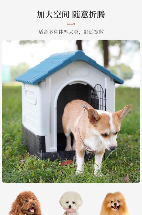 室外宠物的选择与养护（探索不同室外宠物的魅力，分享合理的养护方法）