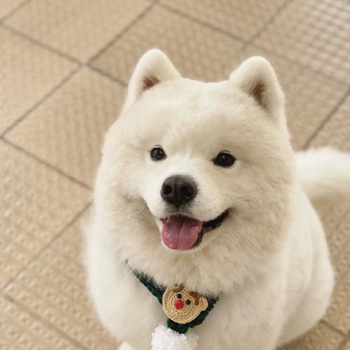 室外宠物选择与养护全攻略