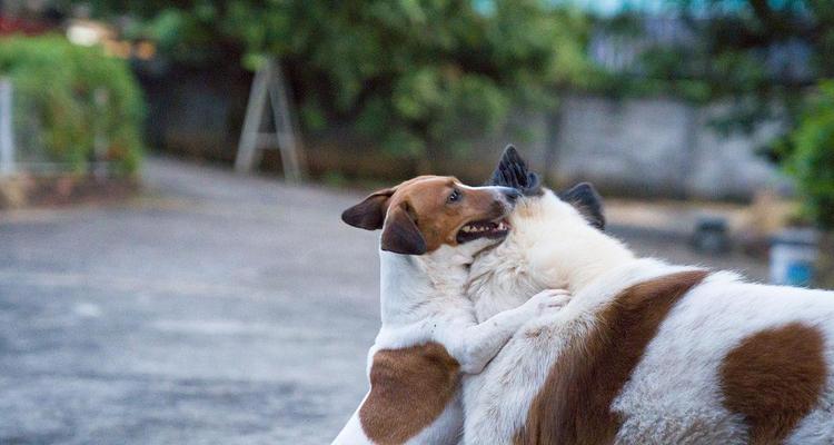 室外宠物的选择与养护（探索不同室外宠物的魅力，分享合理的养护方法）