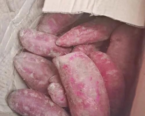 狗缺白蛋白的症状及预防措施（了解狗缺白蛋白症状的重要性，以及如何预防）