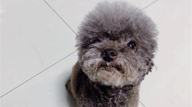 狗缺白蛋白症状与预防措施全攻略