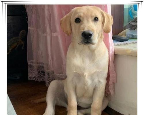 揭秘拉布拉多犬的起源与品类分支（拉布拉多犬的起源、6个品类分支及其特点）