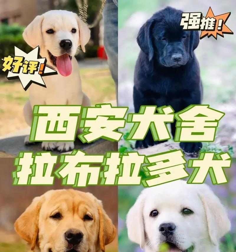 拉布拉多犬起源与品类分支解析｜全面指南