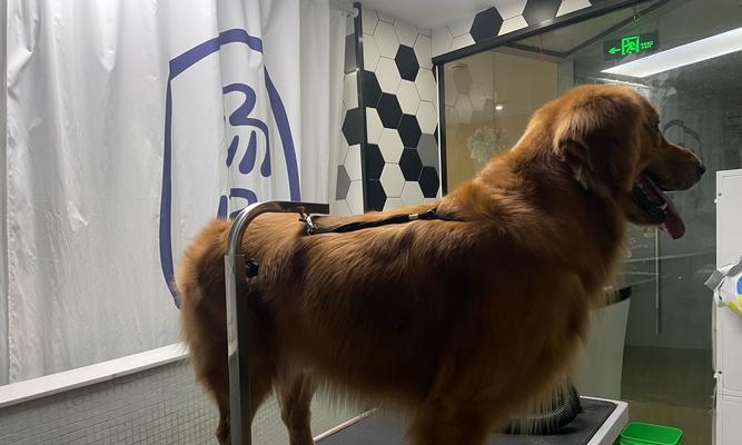 金毛配种后多久可以看出怀孕情况（从交配到妊娠，金毛犬的孕育周期及可观察的体征）