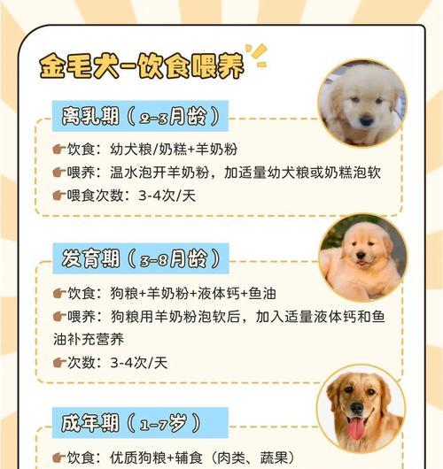 金毛配种后多久可以看出怀孕情况（从交配到妊娠，金毛犬的孕育周期及可观察的体征）