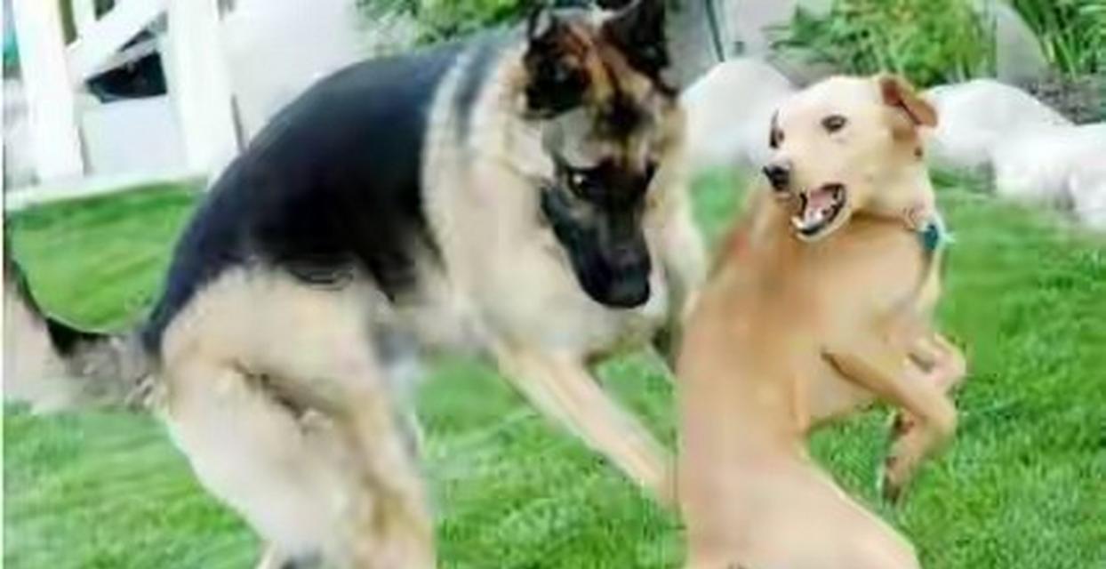 狗狗配种需要多久才能看到变化？（探讨狗狗配种后身体和行为上的变化，了解所需时间）