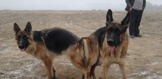 狗狗配种需要多久才能看到变化？（探讨狗狗配种后身体和行为上的变化，了解所需时间）