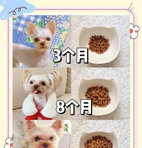 金毛犬配种后怀孕迹象与周期｜新手饲养全攻略