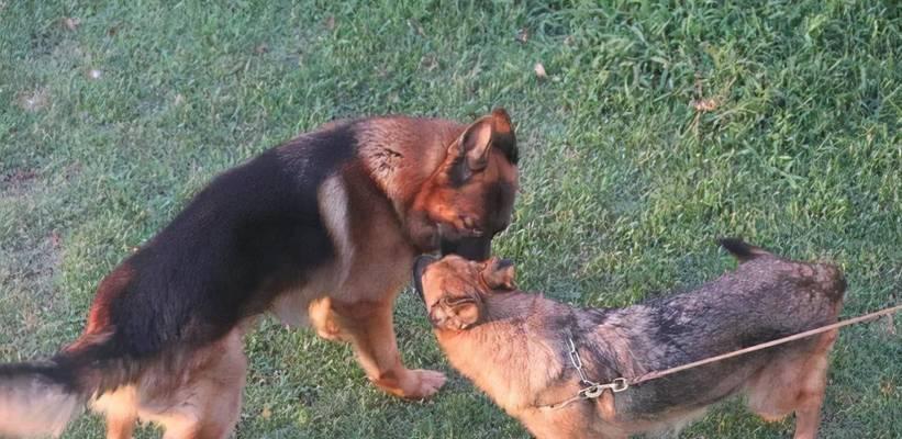 狗狗配种需要多久才能看到变化？（探讨狗狗配种后身体和行为上的变化，了解所需时间）