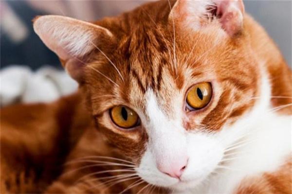 夏天可以给猫咪喝冰水降温吗? 夏天可以给猫咪喝冰水降温吗?