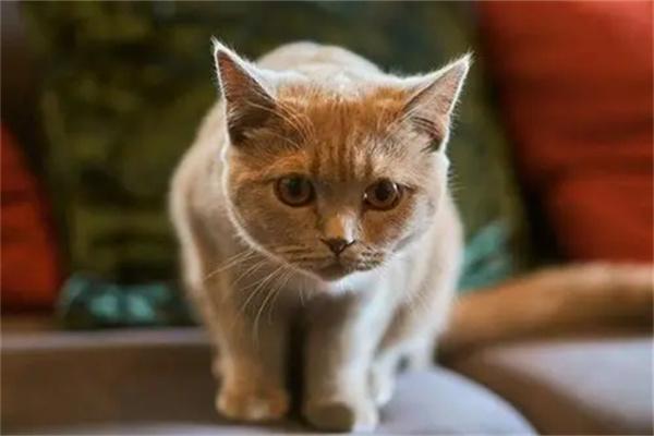 夏天可以给猫咪喝冰水吗? 夏天可以给猫咪喝冰水吗?