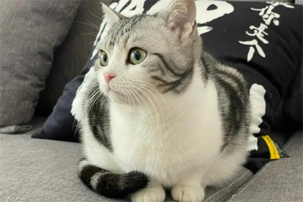 美短和英短有哪些不同? 美短和英短有哪些不同?