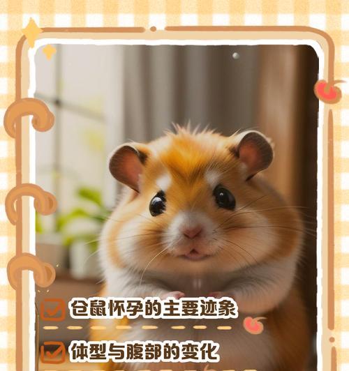 母仓鼠的怀孕症状及注意事项（母仓鼠怀孕周期、身体变化与健康护理）