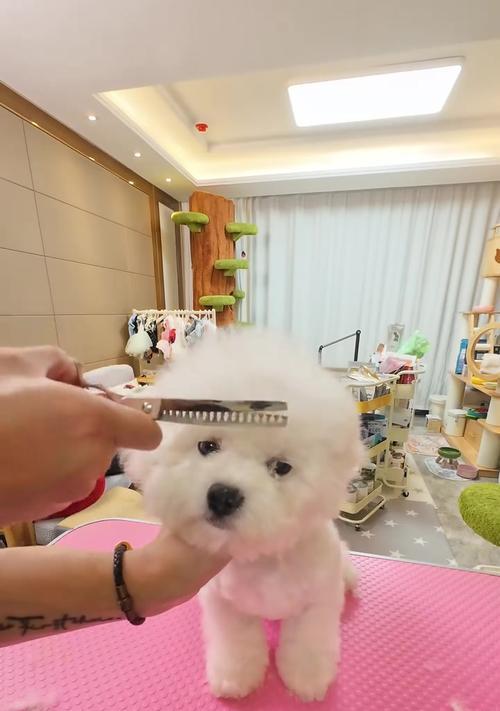 比熊三个月后可以洗澡吗?(探讨比熊宝宝洗澡的最佳时机和注意事项) 比熊三个月后可以洗澡吗?(探讨比熊宝宝洗澡的最佳时机和注意事项)